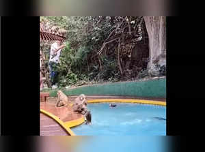 Monkey pool party