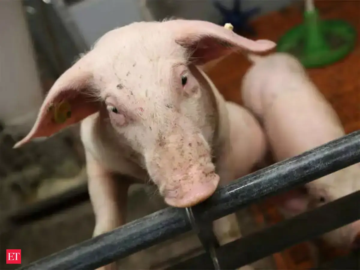 African Swine flu cases rise in Kerala's Kottayam - The Economic Times ...