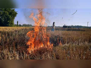 Centre raps Punjab govt for failing to control rising stubble burning cases