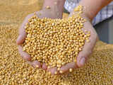 Soybean will continue a rally in the near-term; may hit Rs 6,200 a quintal