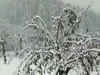 Jammu-Kashmir: Hilly areas receive snowfall, rain lashes plains