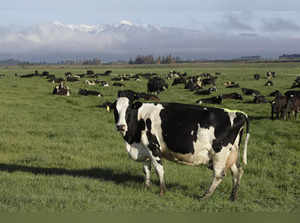 New Zealand targets cow burps to help reduce global warming