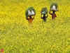 GM mustard sown in 6 field trial plots days before top court took up plea against it