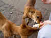 SC stays Bombay HC order against feeding stray dogs in public spaces