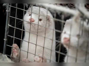Suspects set 40,000 carnivorous minks free from Ohio farm, Sheriff warns locals, farmers