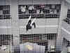 Viral video: Safety net foils man's suicide bid at Maharashtra Mantralaya