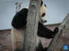 Doha’s first Panda House welcomes two giant Chinese Pandas ahead of Qatar World Cup 2022