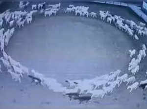 Hundreds of sheep walk endlessly in circles in northern China. This is what happened