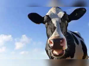 ‘Out of control’ cow wreaks havoc, seriously injures elderly man in Wales. Read details
