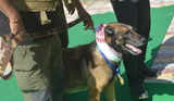 Zorba, India's first dog on anti-poacher duty, dies in Guwahati