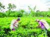 Dhunseri Tea to buy three tea estates of Warren Tea in Assam