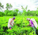 Dhunseri Tea to buy three tea estates of Warren Tea in Assam
