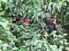 Garuda Shakti: Indian-Indonesian special forces conduct jungle warfare to enhance interoperability
