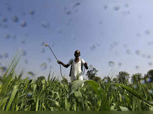 FILE PHOTO: A farmer sprays a mixture of fertilizer and pesticide onto his wheat crop on the outskirts of Ahmedabad