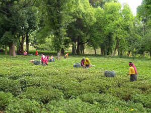 Palampur, May 04 (ANI)_ Labourers pluck tea leaves in a Tea Garden for making  K....
