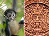 Spider monkeys were traded to strengthen diplomatic ties in pre-Hispanic America: Study