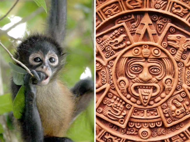 mayans monkey
