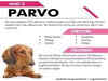 Parvovirus: What is it, how does it spread, and what are the symptoms?