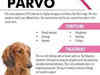 Parvovirus: What is it, how does it spread, and what are the symptoms?