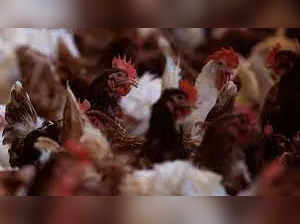 Bird flu: Here’s everything you need to know about the deadliest avian influenza outbreak in history