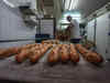 Baguettes, the mainstay of French culinary culture gets UNESCO heritage status