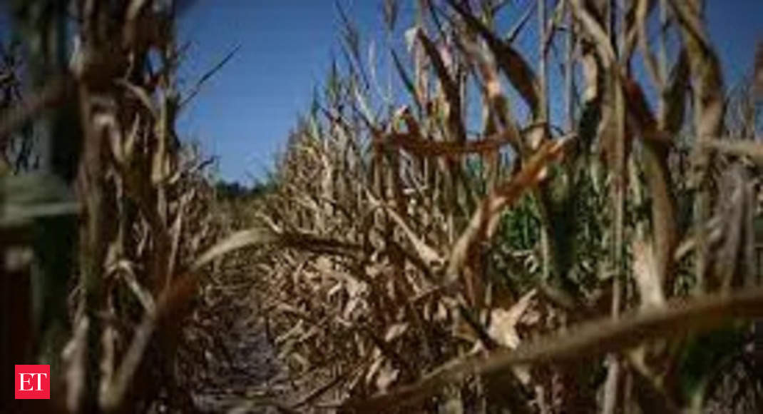 Canicule en France : la France a enregistré l’année la plus chaude en 2022 ;  La production agricole a été paralysée par le manque de précipitations