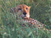 Lobbying fails, South Africa okays MoU to send to India 12 cheetahs