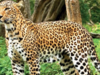 Four Leopards spotted in Bengaluru; Authorities on high alert