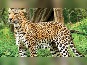 Mumbai: Aarey's residents live in fear of leopards, some plan to move out