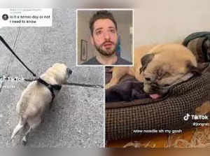 Adopted Noodle the pug, famous for viral 'bones or no bones' TikTok videos, dies at 14