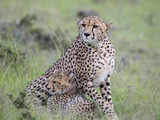 Delay in paper work in South Africa holds up translocation of cheetahs to India