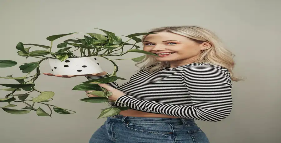 Best Indoor Plant: Indoor plants for prosperity and happiness ...