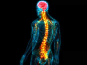 Researchers demonstrate new method of spinal cord tissue repair