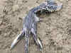 Unknown marine animal washed up on UK beach, netizens call it 'baby Loch Ness Monster'