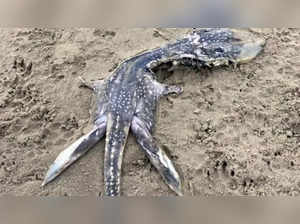 Unknown marine animal washed up on UK beach, netizens call it 'baby Loch Ness Monster'