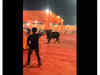 Bull gate crashes Indian wedding; gets angry when turned away