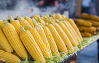 India's poultry industry seeks corn export curb to calm local prices