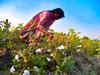 Cotton industry operating below capacity, wants import duty junked