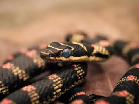 Snakes&rsquo; cross-sectional shape