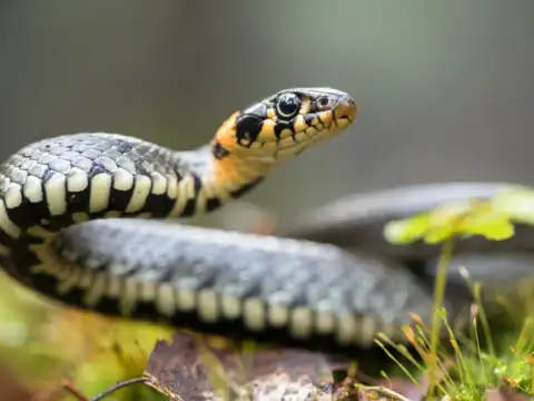 Why flying snakes as inspiration?