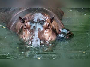Hippopotamus swallows '2-year-old child'