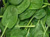 Contaminated Spinach provokes hallucinations and sickness in Australia, nine critical