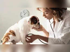Check out the best ways to get cheap pet insurance; read here