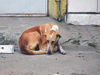 Stray dog hanged to death in Chhattisgarh capital