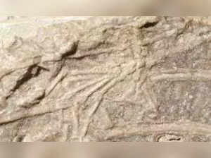 In 120 million-year-old fossil, scientists find oldest record of dinosaur preying on mammal