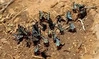 Symbol of Christmas in Australia missing, researchers urge public to look out for festive beetles