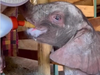 Baby elephant fed milk with feeding bottle; video makes many emotional