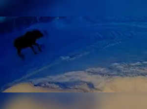 One in a million moment caught on CCTV: moose 'pop & crack' own antlers off