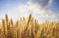 India exports wheat worth USD 1.5 bn during Apr-Oct