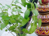 Tulsi Pujan Diwas 2022: Check date, puja vidhi, and significance of this Hindu festival